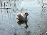 Cygne sur le Rhône